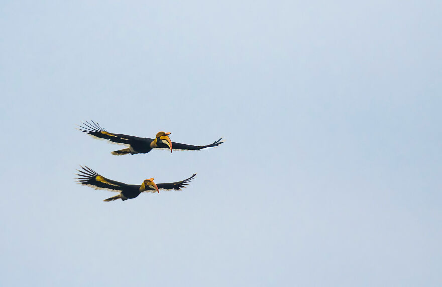 I Took Unique Photos Of Great Hornbills In India (8 Pics)