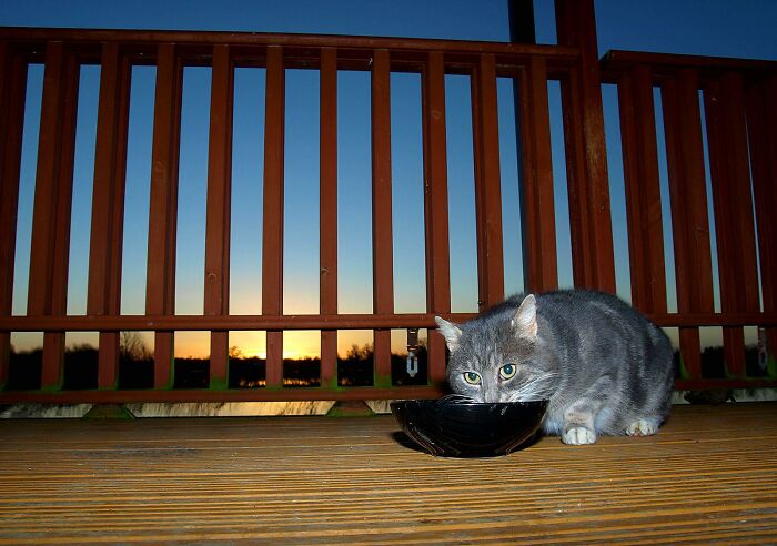 A Story Of A Stray Cat That Showed Up At Our Window And Came Into Our Life