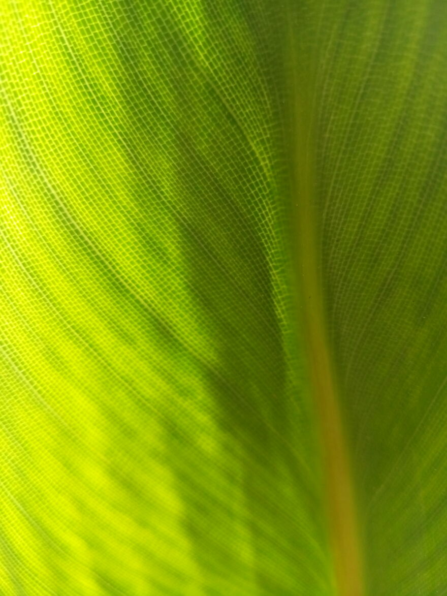 Green Leaf