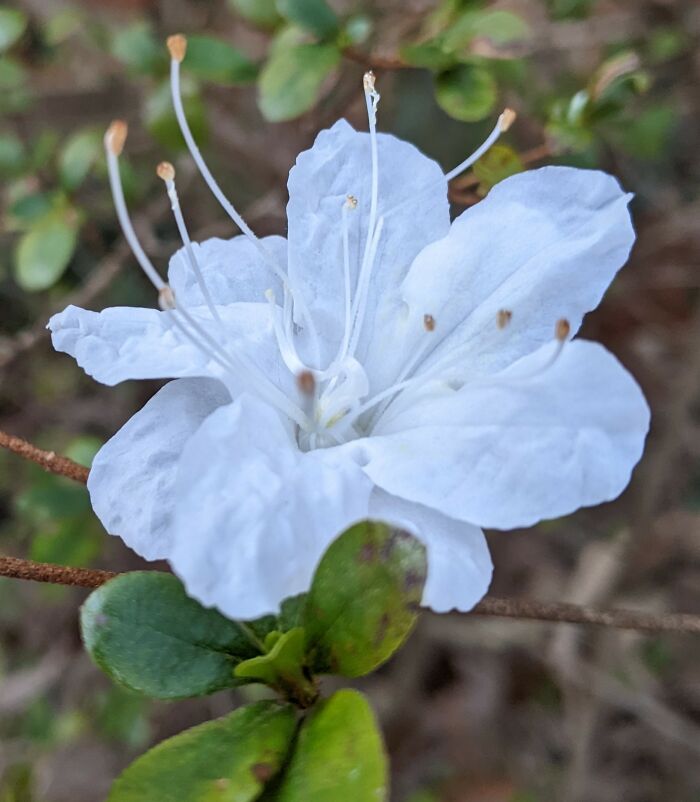 First Azalea Blossom This Year
