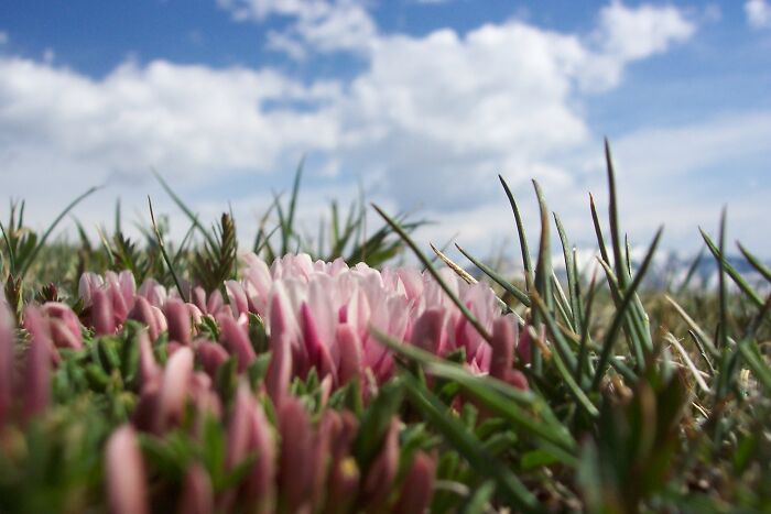 Flowers At 14,000 Feet, Mt. Evans, Co