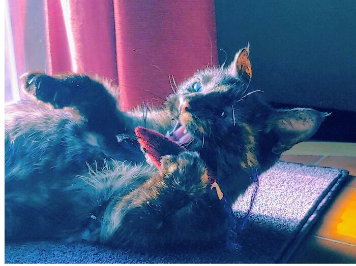 It Looks Like Cinder Is Gabbing On The Phone