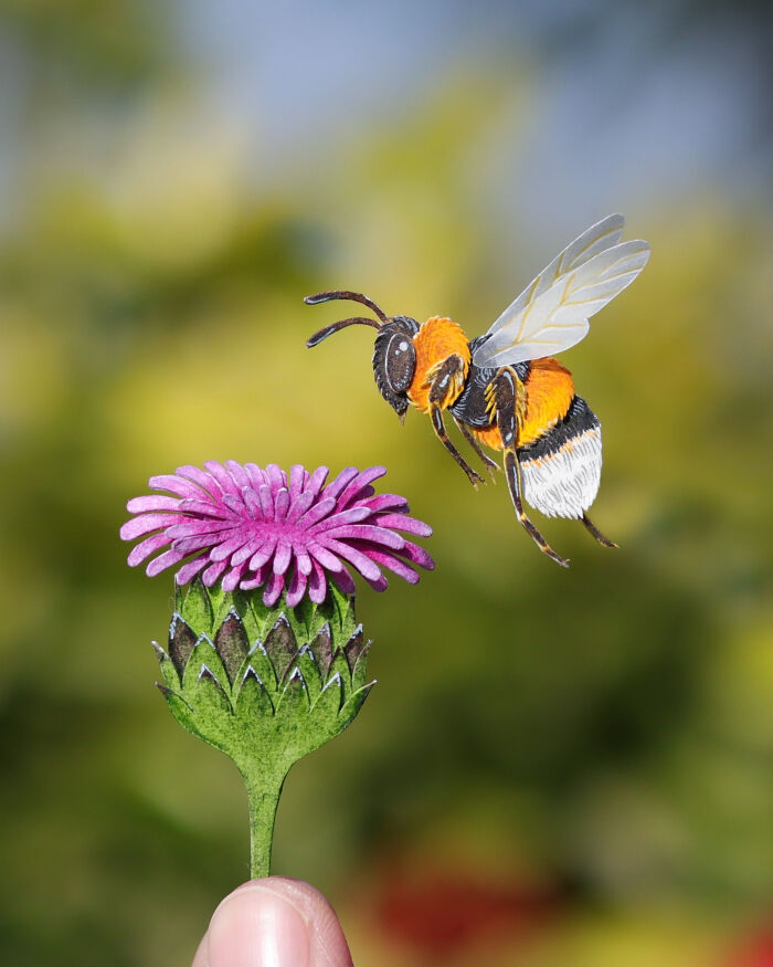 White Tailed Bumblebee