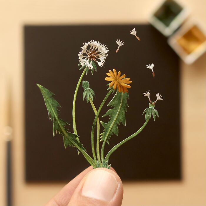 Seed Dispersal - Dandelion