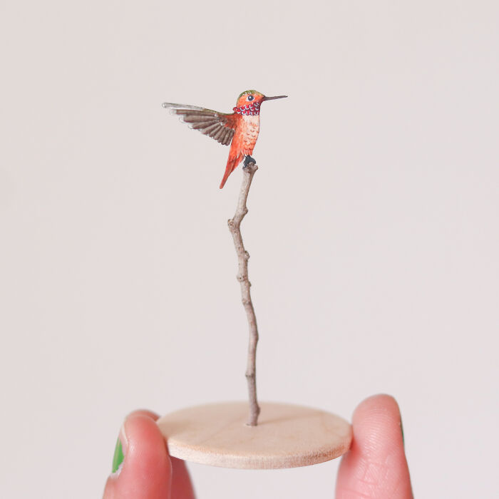 Rufous Hummingbird