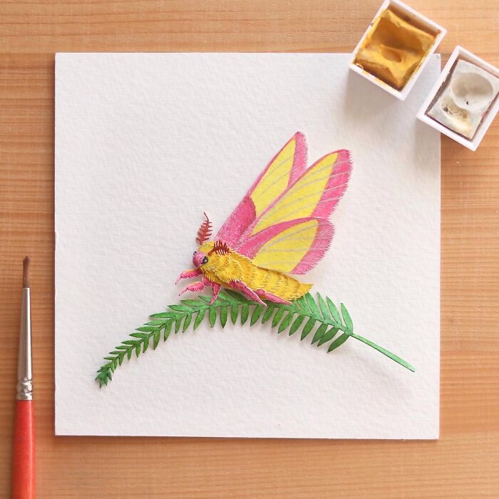Rosy Maple Moth