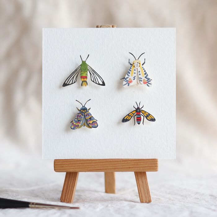 Moth Specimen Collection