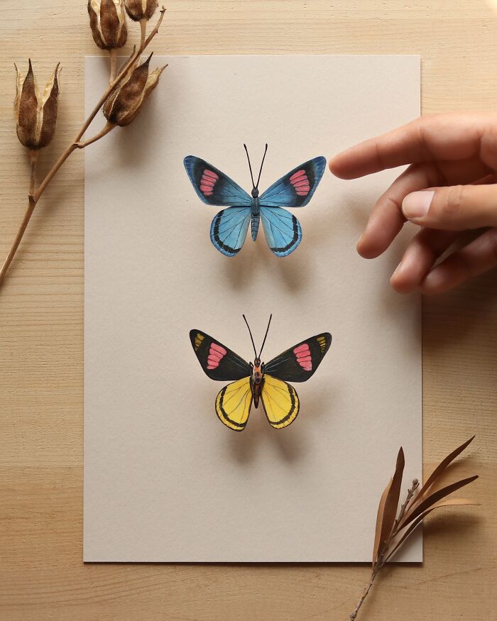 Painted Beauty Butterfly