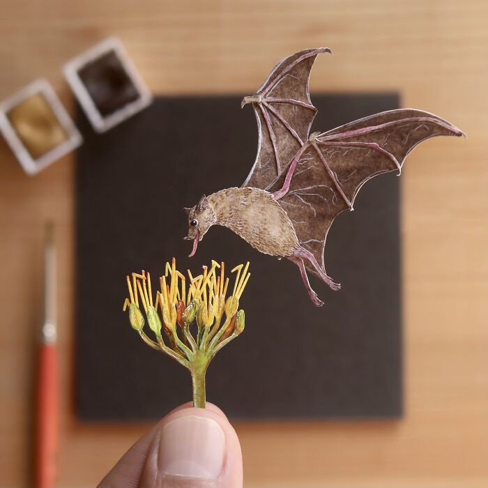 Lesser Long Nosed Bat