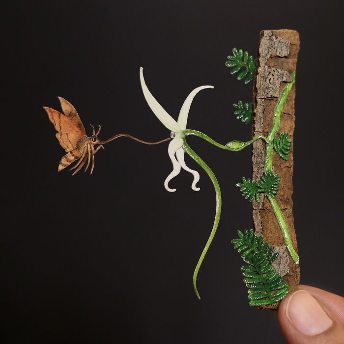 Madagascar Sphinx Moth