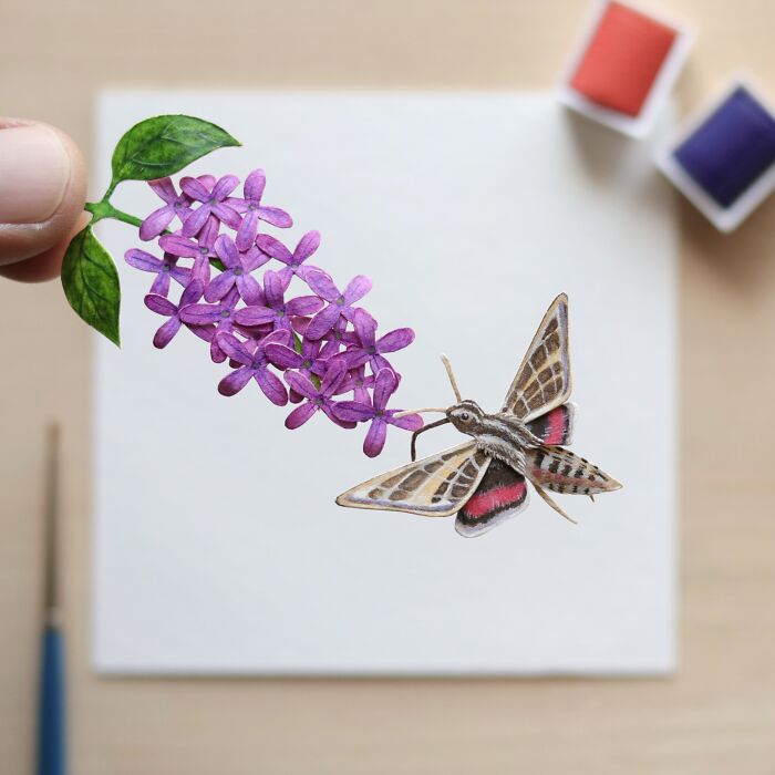 White Lined Sphinx Moth