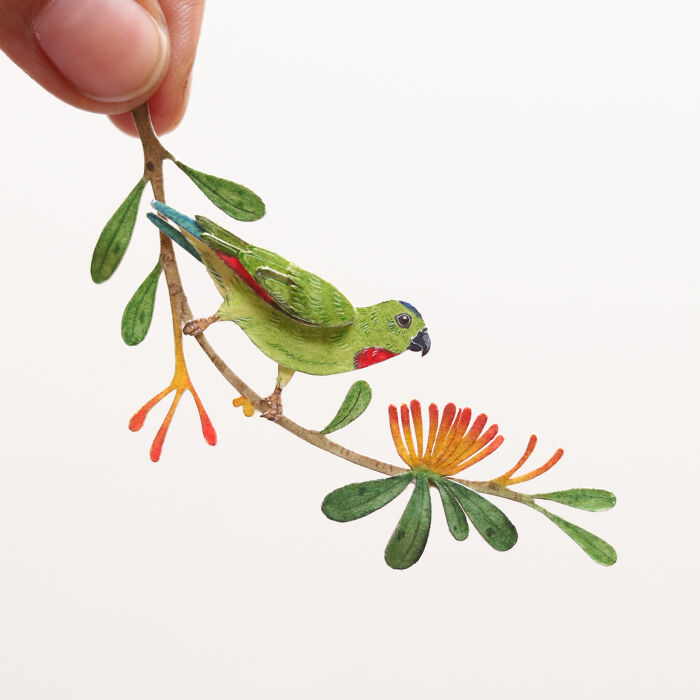 Blue Crowned Hanging Parrot