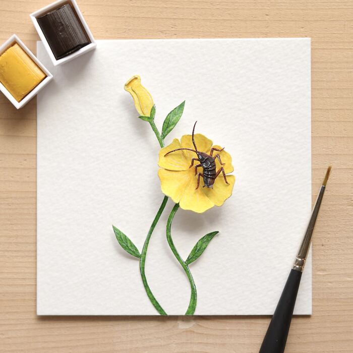 Moluchia Brevipennis