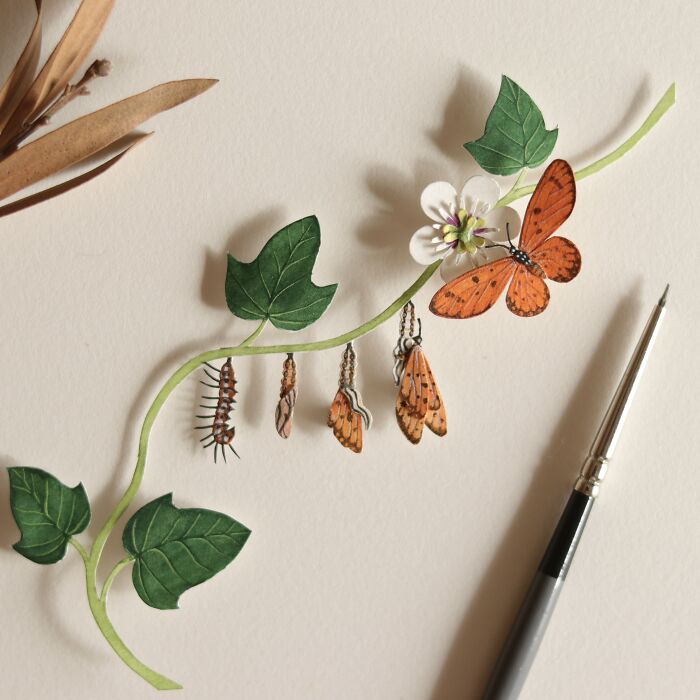 Tawny Coster Butterfly Life Cycle