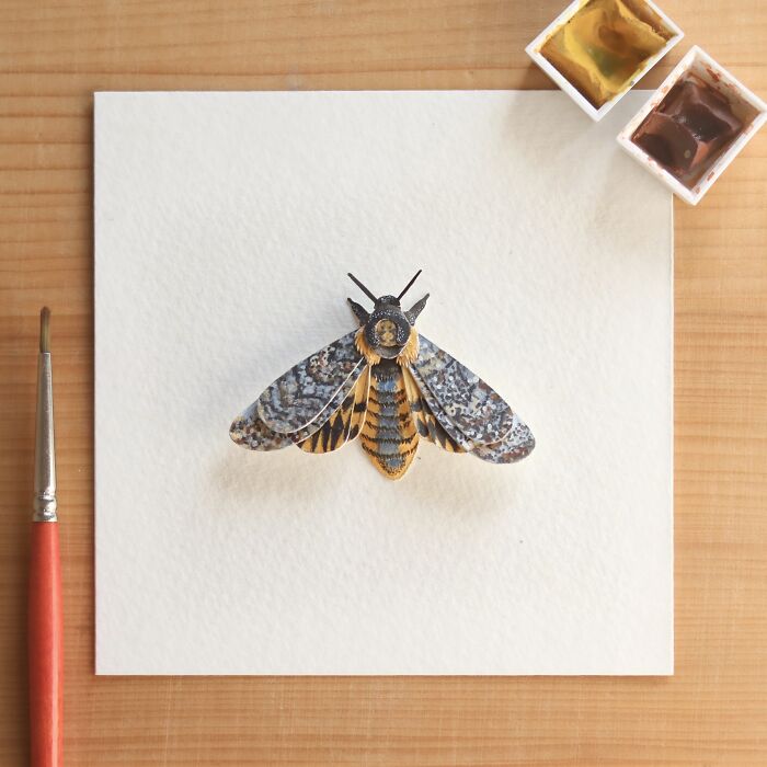 African Death's Head Hawkmoth