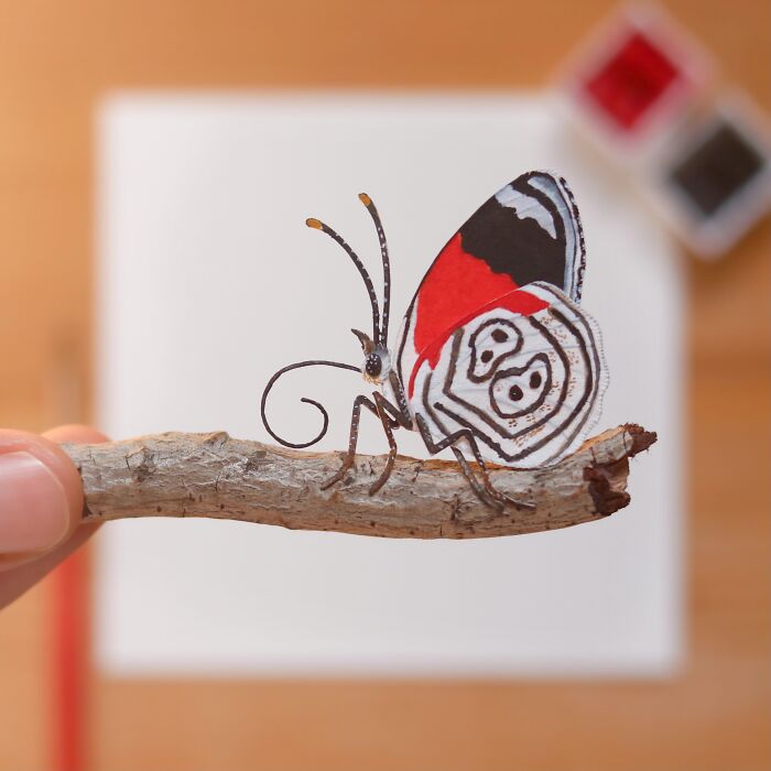 Anna's Eight Eight Butterfly