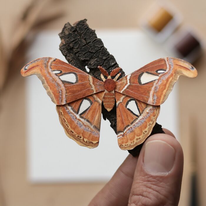 Atlas Moth
