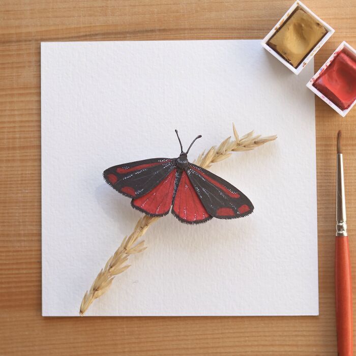 Cinnabar Moth