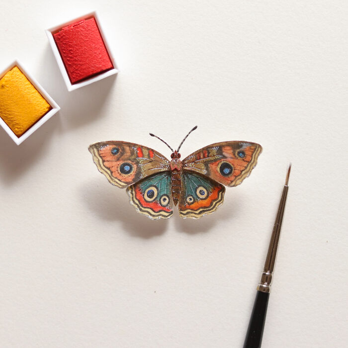 Common Buckeye Butterfly