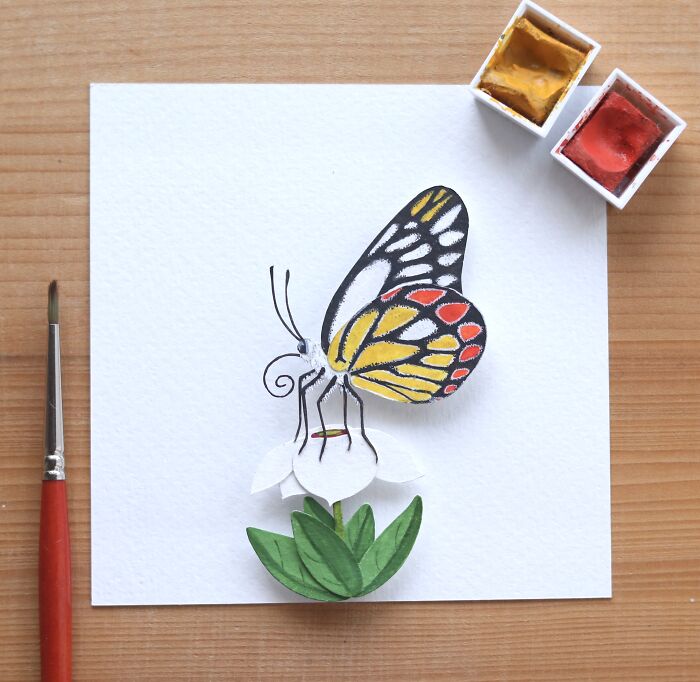 Common Jezebel Butterfly