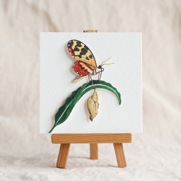 Cream Spotted Tiger Wing Butterfly