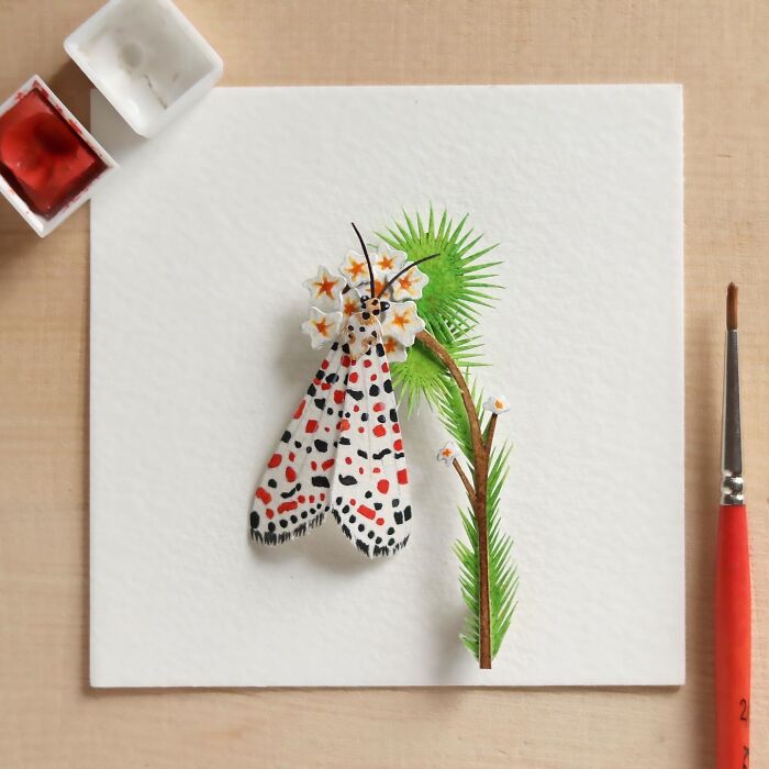 Crimson Speckled Moth