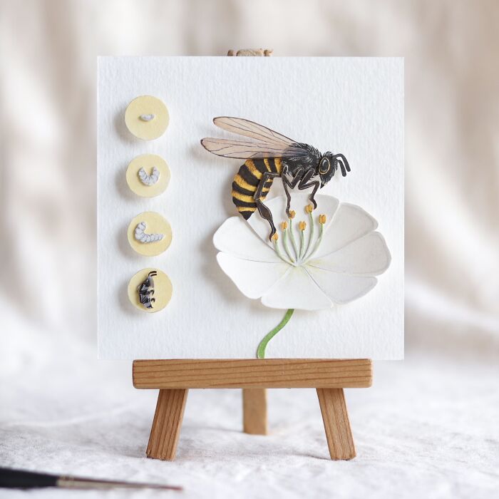 Honey Bee Life Cycle