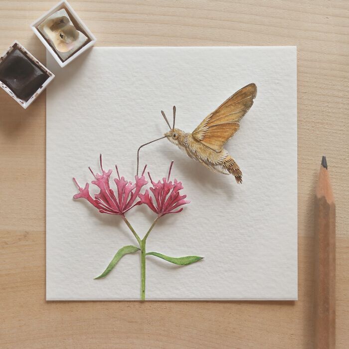 Hummingbird Hawk Moth