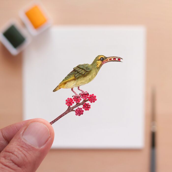 Yellow Eared Spider Hunter