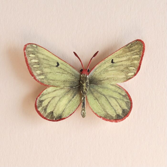 Labrador Sulphur Butterfly