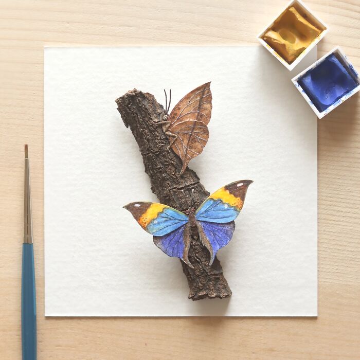 Orange Oakleaf Butterfly