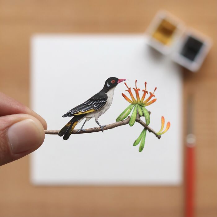 Painted Honeyeater