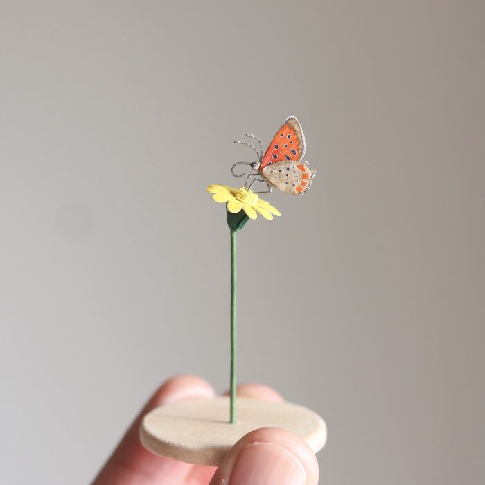 Small Copper Butterfly