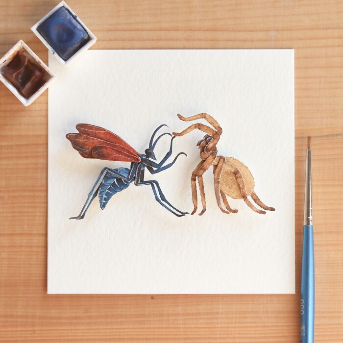 Tarantula Hawk Wasp vs. Huntsman Spider