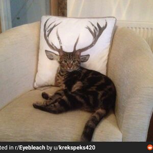 buggsislandlake avatar