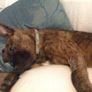 ellalanzetta-houston avatar