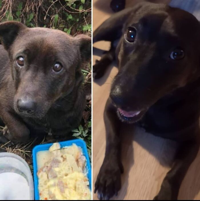 He Is Roló, When They Found Him On The Side Of A Road With Broken Hips And With Us Being All Happy. He Is The Centre Of Our Lives!!