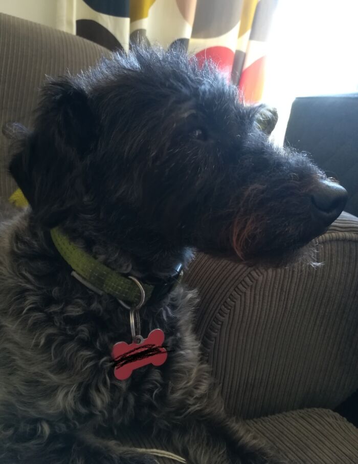 My Majestic Doggo Charles Wesley Puppinshire Miller (We Call Him Charlie)