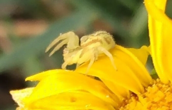 Arachnophobes Look Away