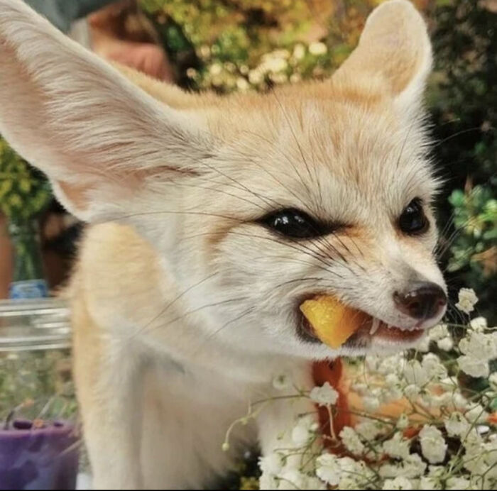 I Got This Off Bored Panda A Long Time Ago. Makes Me Chuckle Every Time I See It!