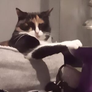 lylabmiddleton avatar