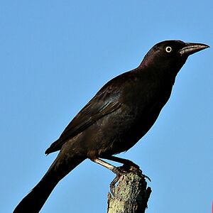 celticgirl_one avatar