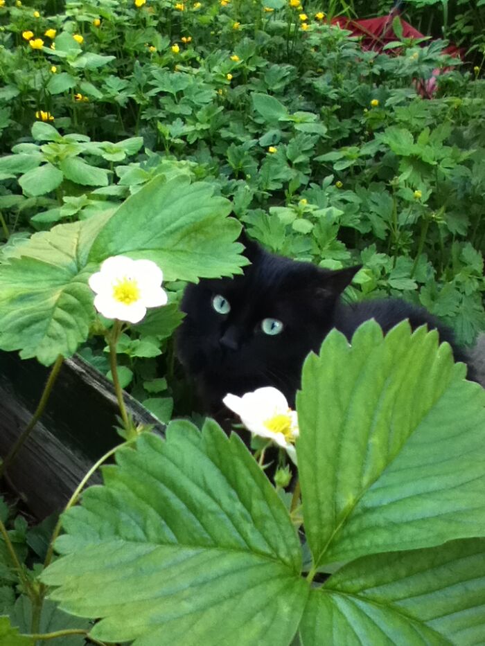 Waiting For The Strawberries To Ripen