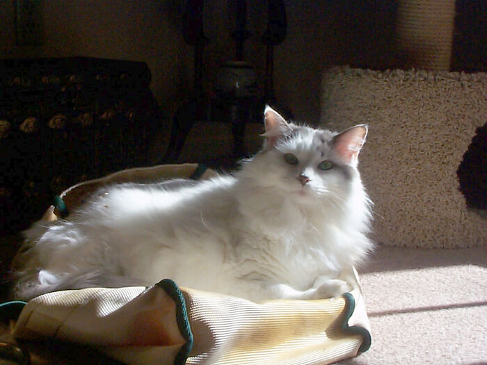 Tatters, Found Skinny And Beat Up In The Yard, Was A Wonderful Member Of The Family For 22 Years