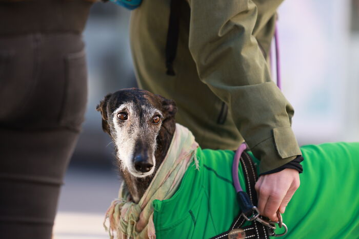 I Photographed Thousands Of People Protesting Against Animal Rights Bill In Spain To Spread Awareness