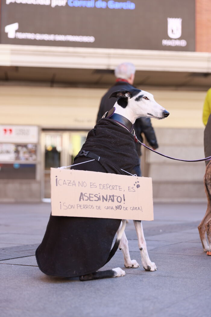 I Photographed Thousands Of People Protesting Against Animal Rights Bill In Spain To Spread Awareness
