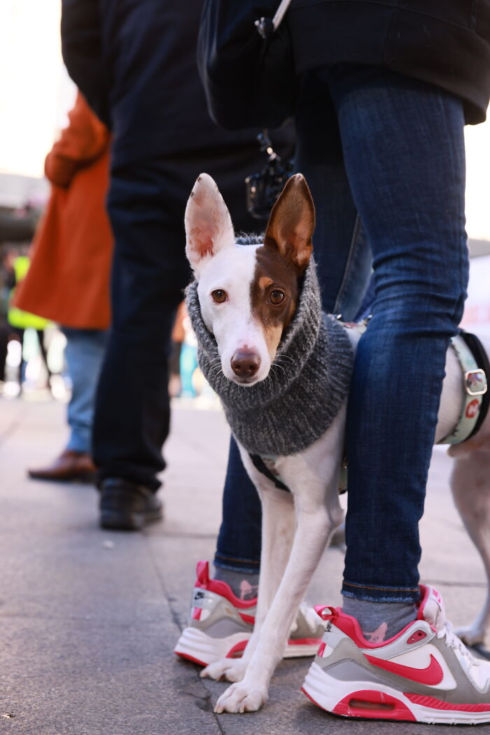 I Photographed Thousands Of People Protesting Against Animal Rights Bill In Spain To Spread Awareness
