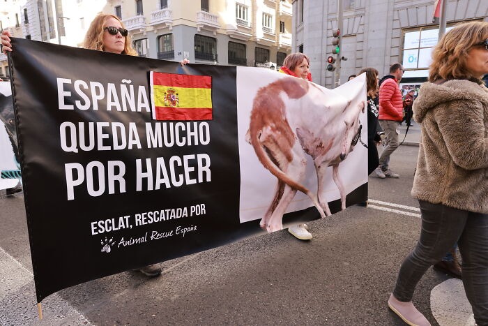 I Photographed Thousands Of People Protesting Against Animal Rights Bill In Spain To Spread Awareness