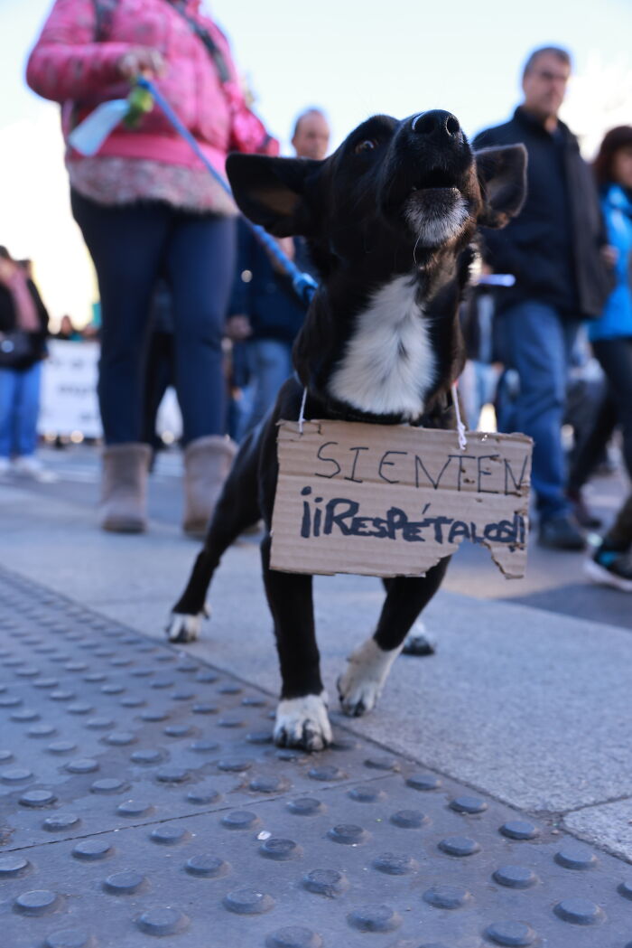 I Photographed Thousands Of People Protesting Against Animal Rights Bill In Spain To Spread Awareness