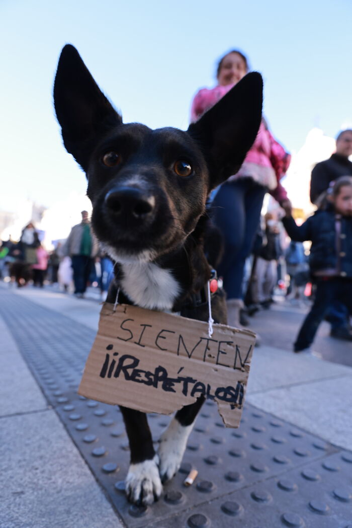 I Photographed Thousands Of People Protesting Against Animal Rights Bill In Spain To Spread Awareness